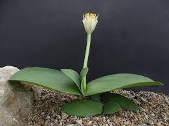 Haemanthus Albiflos