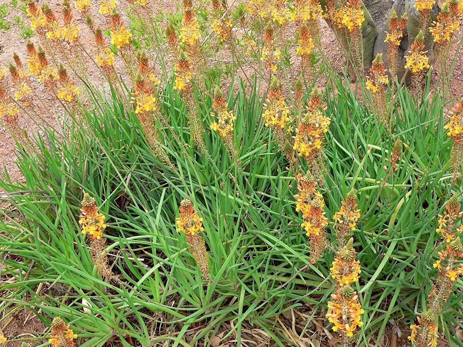 Bulbine Frutescens