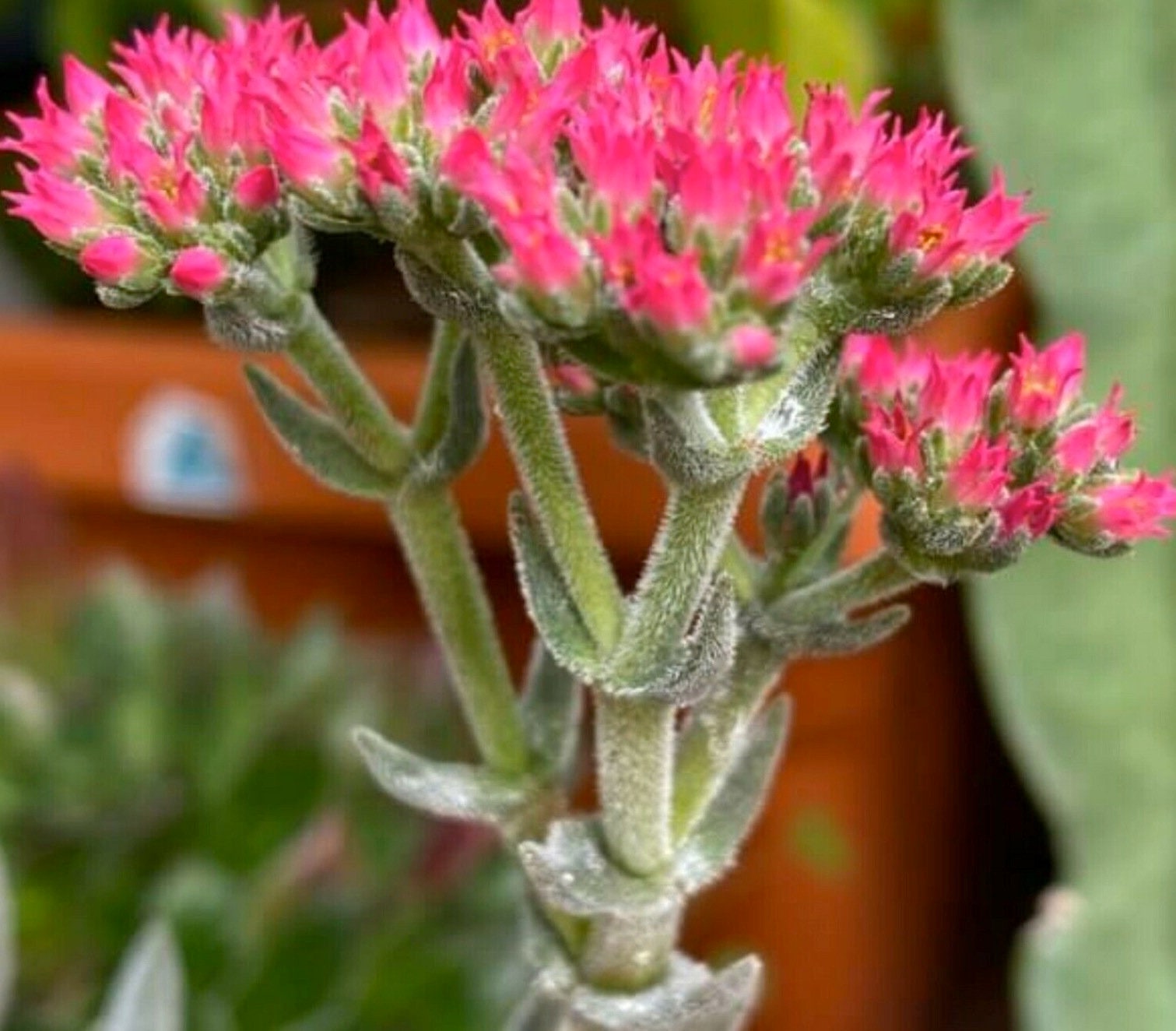 Crassula Tenelli