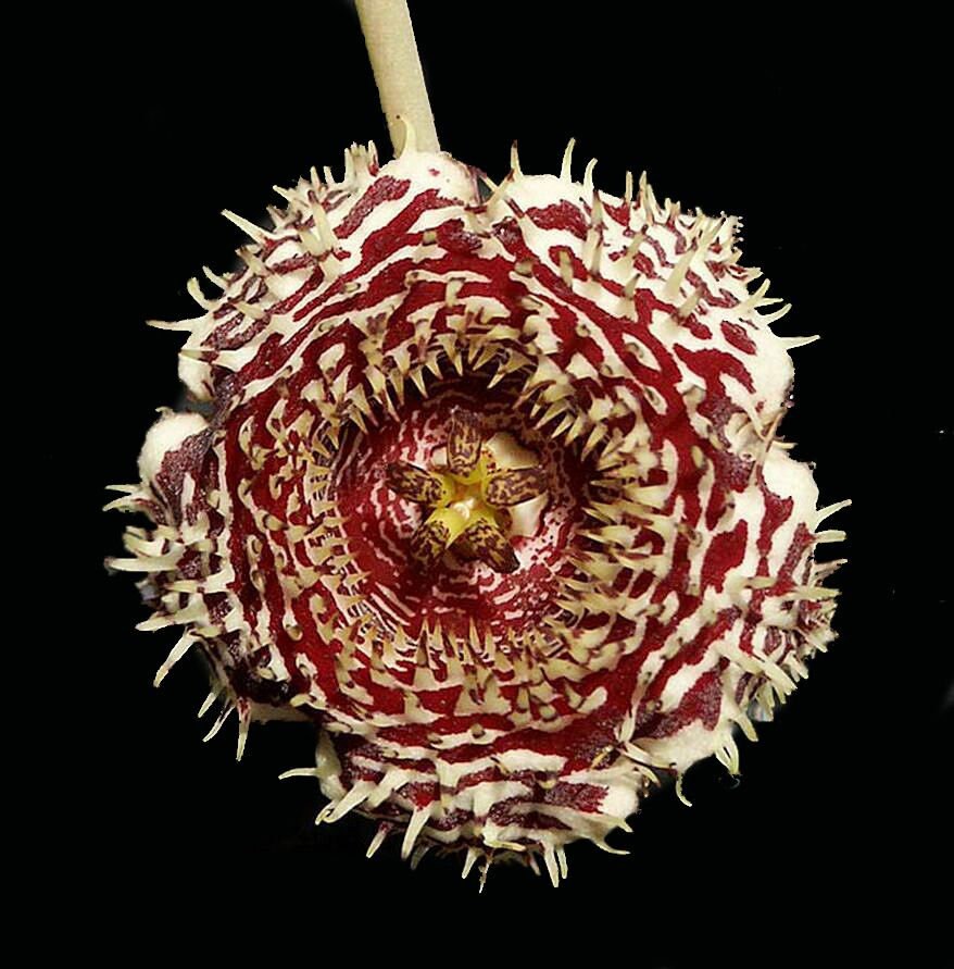 Huernia Hystrix | Huernia Porc-Épic