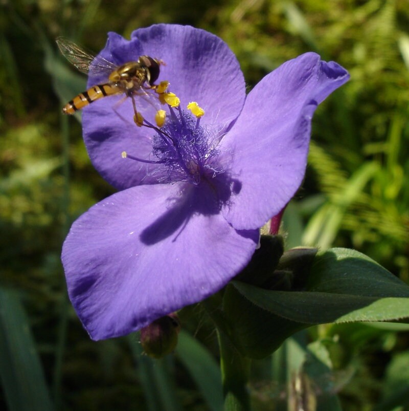 Éphémère de Virginie | Tradescantia Andersoniana