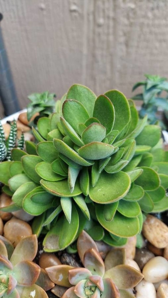 Crassula Swaziensis