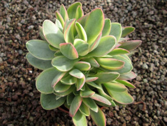 Crassula Swaziensis Variegata