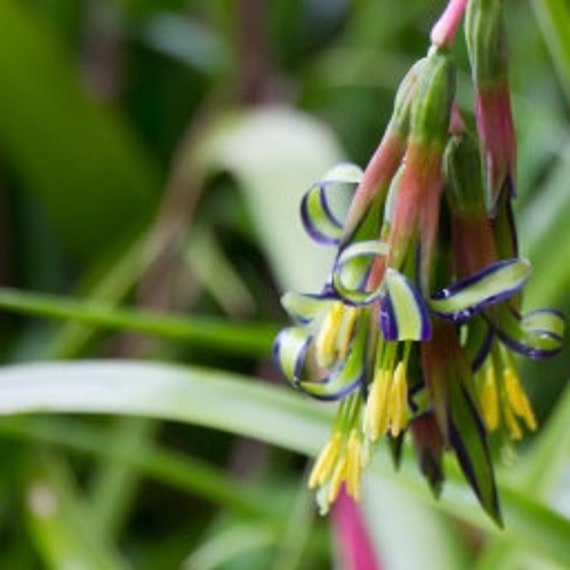 Billbergia Nutans