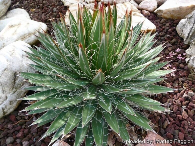 Agave Filifera Nana