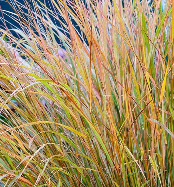 stipa Arundinacea