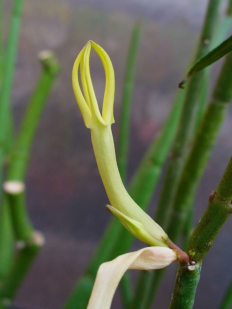 Ceropegia Dichotoma | Plante Adulte