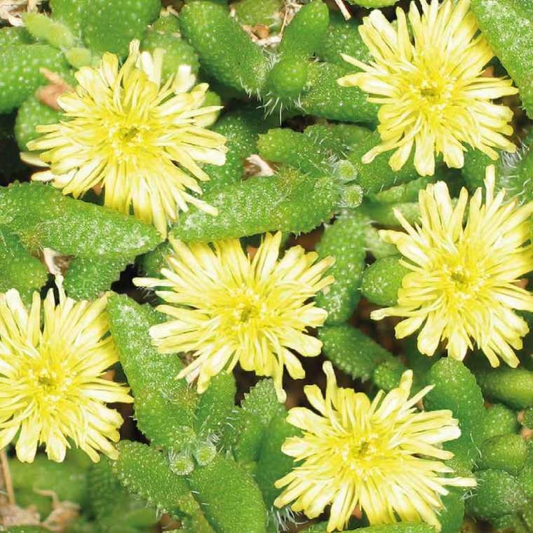 Delosperma Echinatum