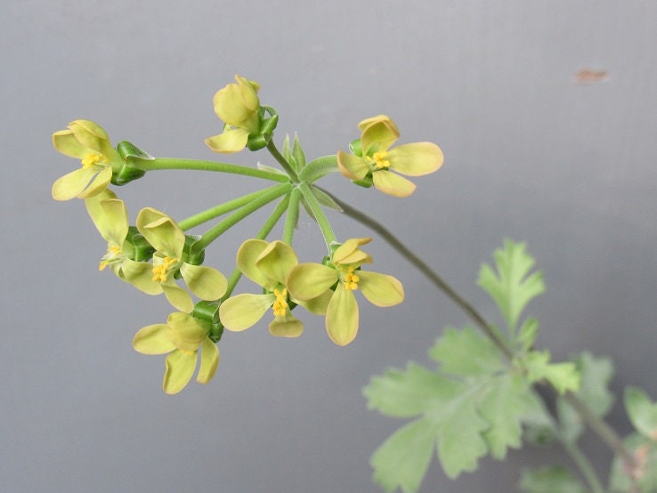 Pelargonium Gibbosum