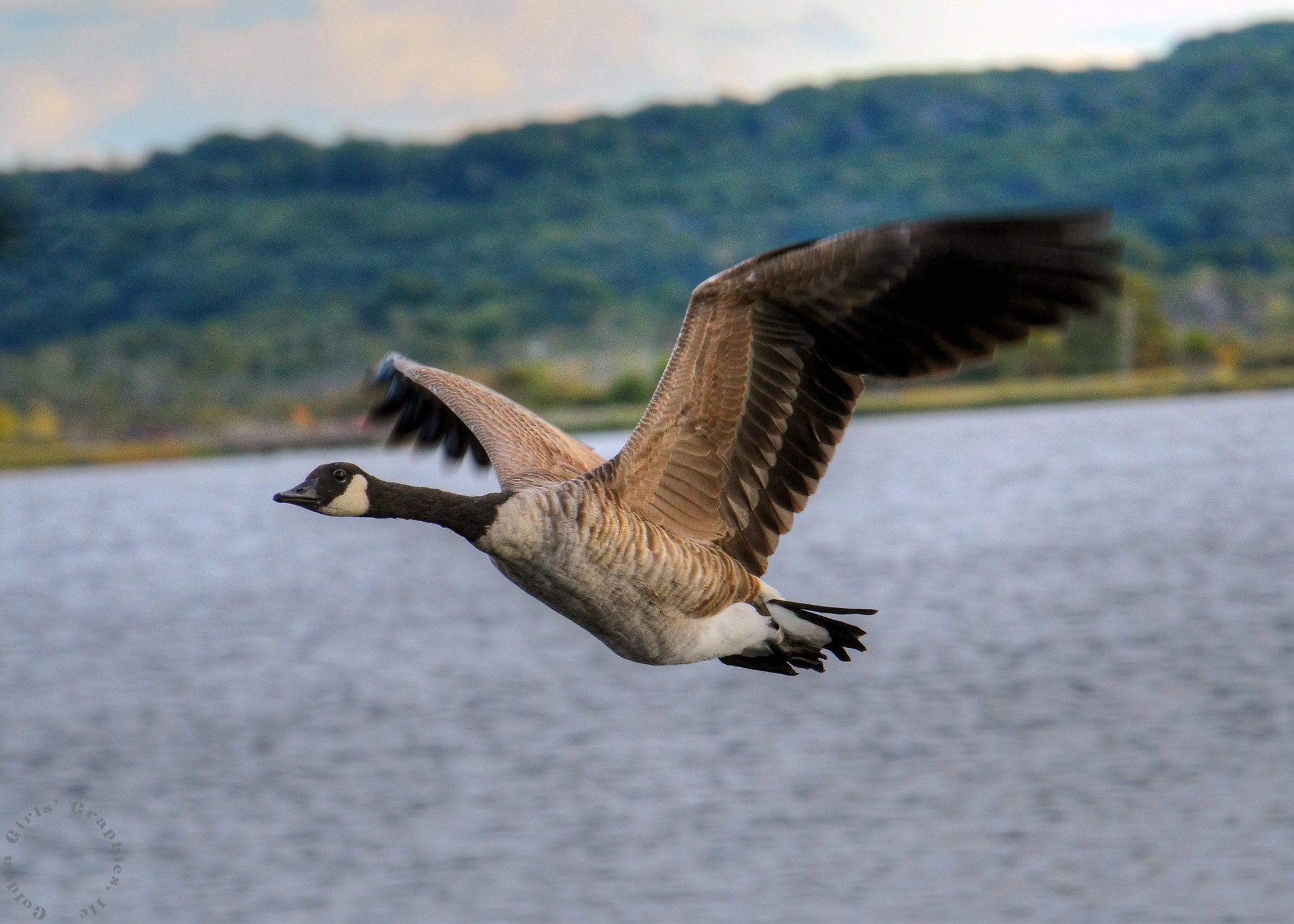 Gans in vlucht schilderachtige foto kunst aan de muur - Etsy Nederland