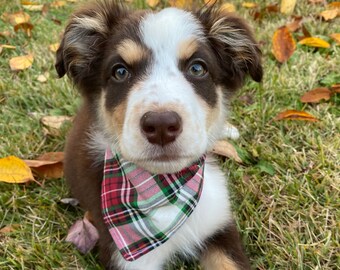 Noel Pet Bandana