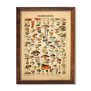 Wood Framed Antique Mushroom Art Ready to Hang Adolphe Millot 1909 Fungi Botanical Kitchen Larousse Plant Champignon Nature Wall Home Decor