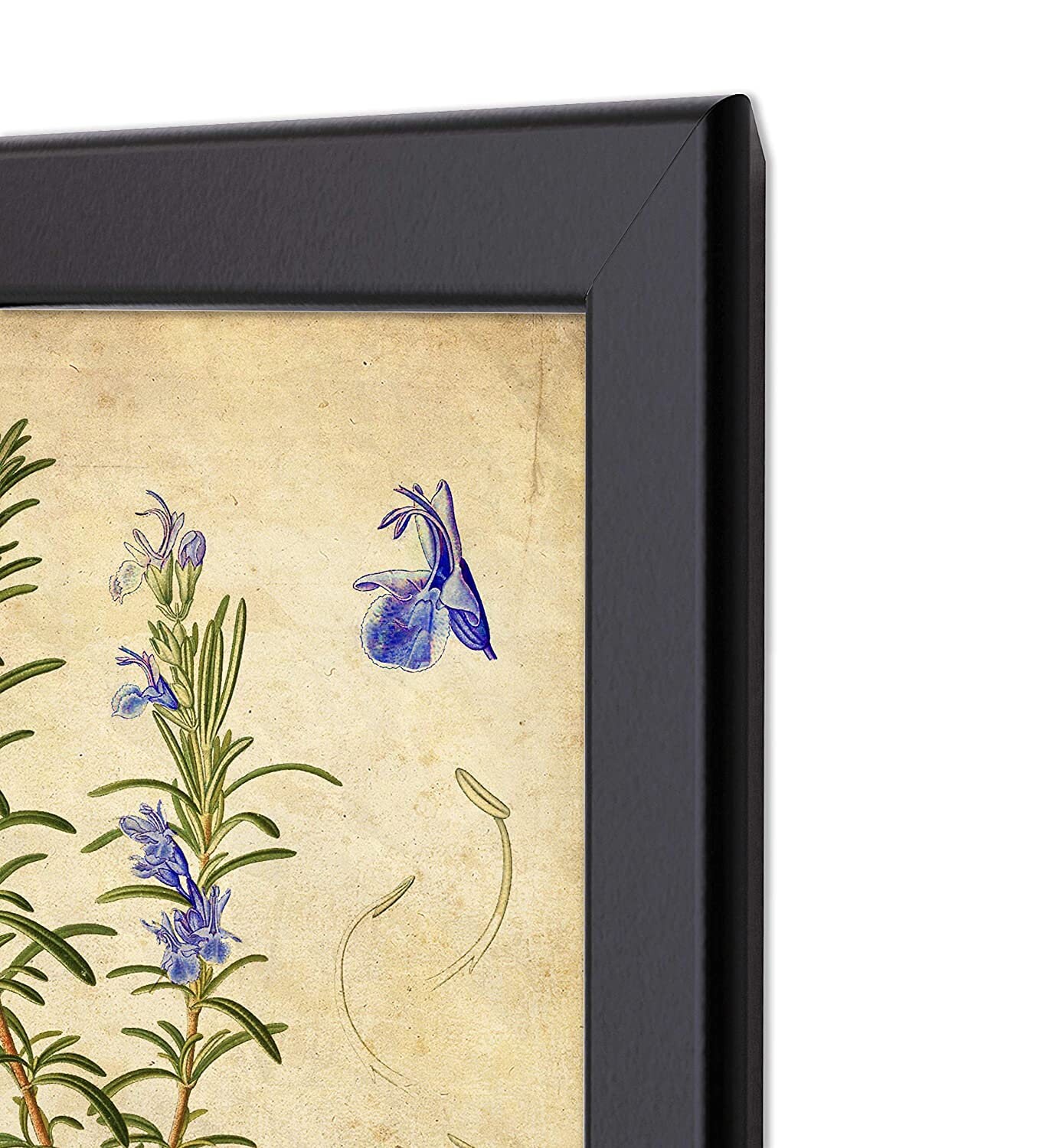 Framed Herb Botanical Print Set Ready to Hang Rosemary Sage Etsy