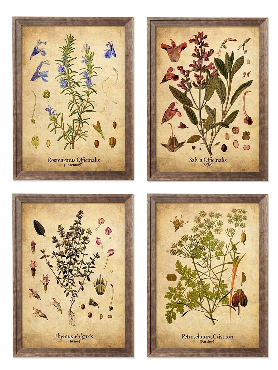 Framed Herb Botanical Print Set Ready to Hang Rosemary Sage Etsy