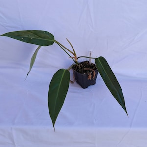 Philodendron bernardopazii C)