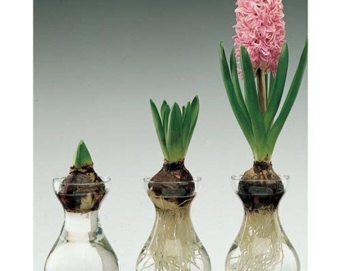 Basic Bulb Forcing Vase Hyacinth Bulb Vase Etsy