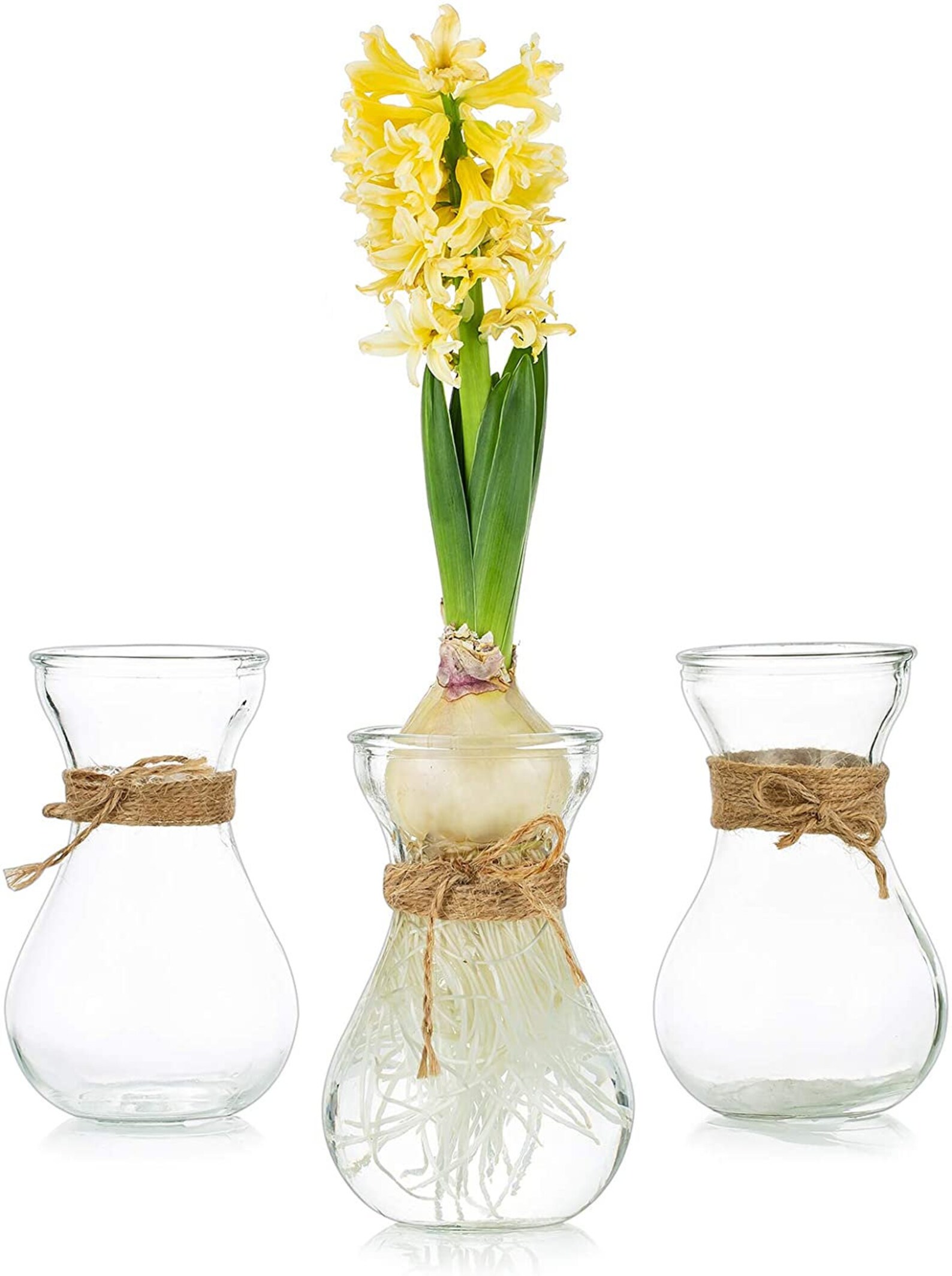 Basic Bulb Forcing Vase Hyacinth Bulb Vase Etsy