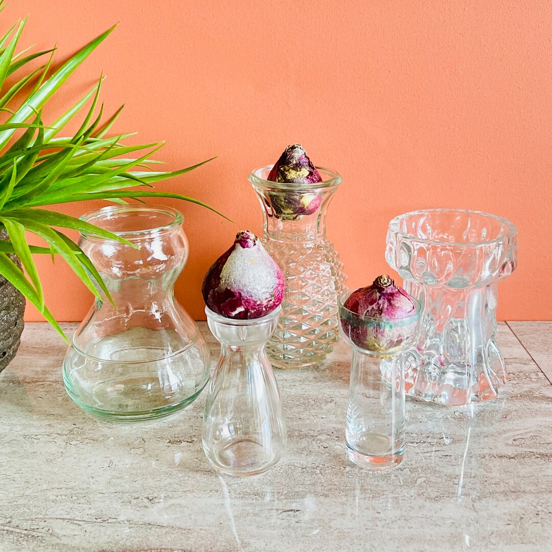 Glass Bulb Forcing Vase Hyacinth Bulb Vase Glass Bulb Etsy