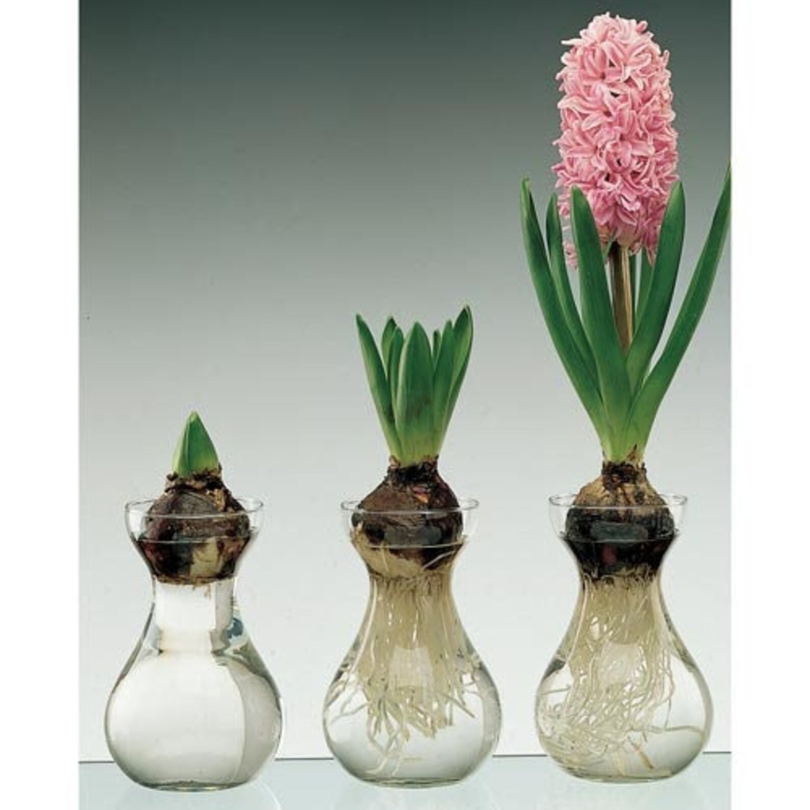 Basic Bulb Forcing Vase Hyacinth Bulb Vase Etsy