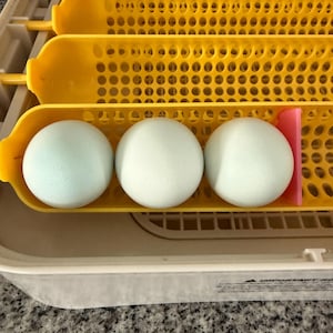 MaticoopX Incubator Egg Tray Divider Inserts – Set of 12