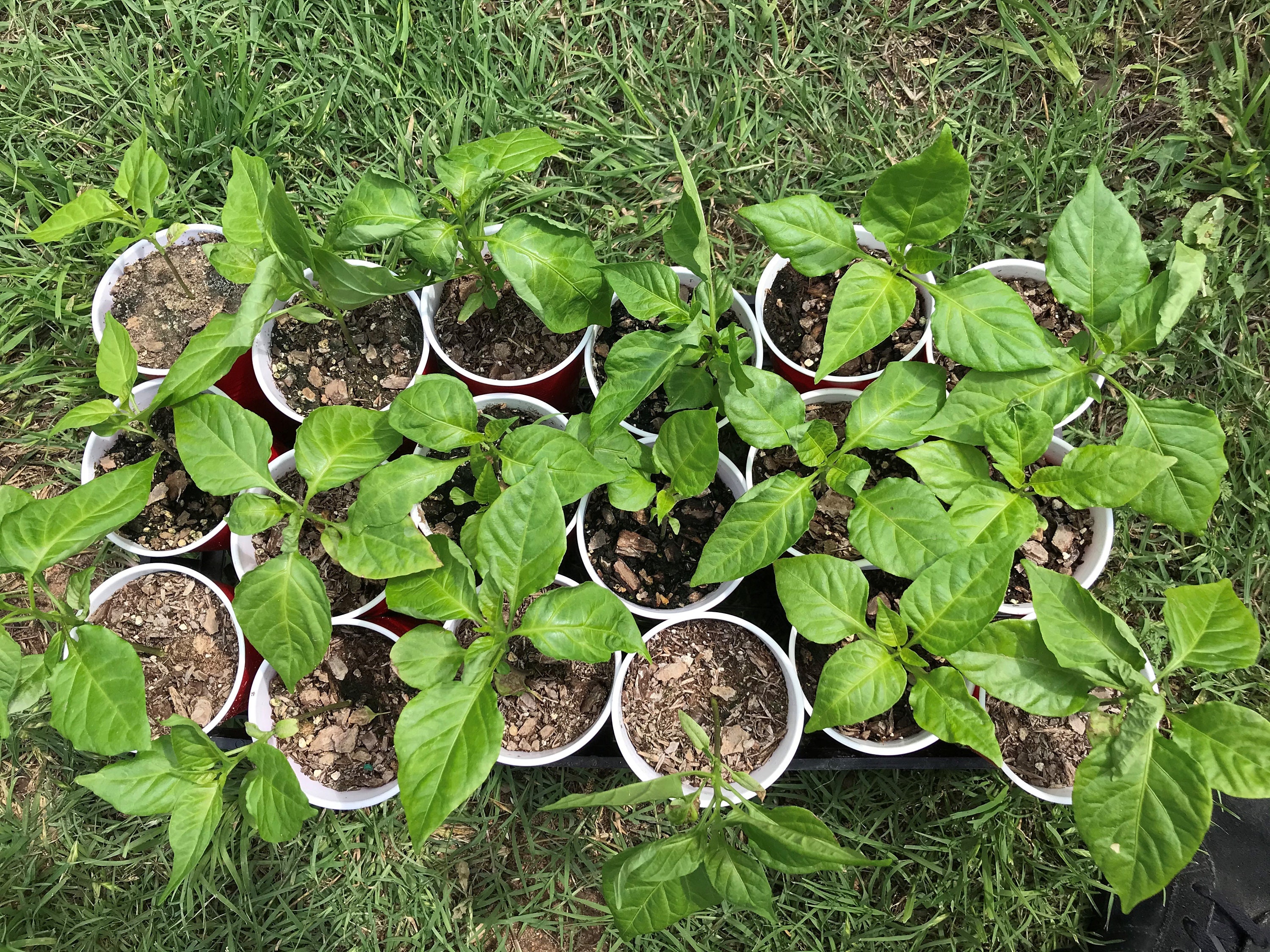 reaper pepper plant reaper pepper plant