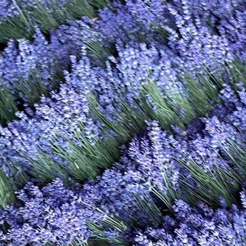 Lavender Beef Jerky | cy the lavender guy