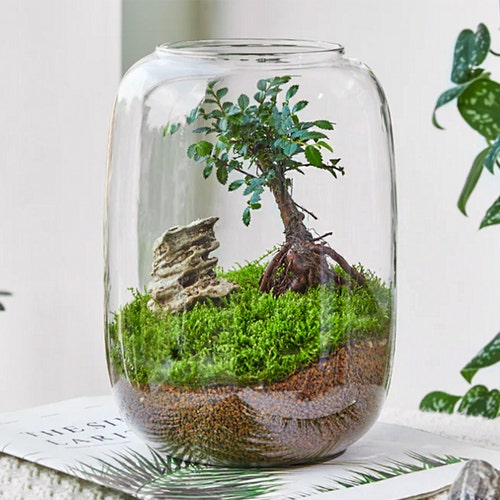 Micro-paysage, plantes aériennes en verre transparent pour terrarium, bocal à poissons bêta, plantes aériennes, cadeaux pour les amateurs de plantes de bureau et de maison * POT UNIQUEMENT