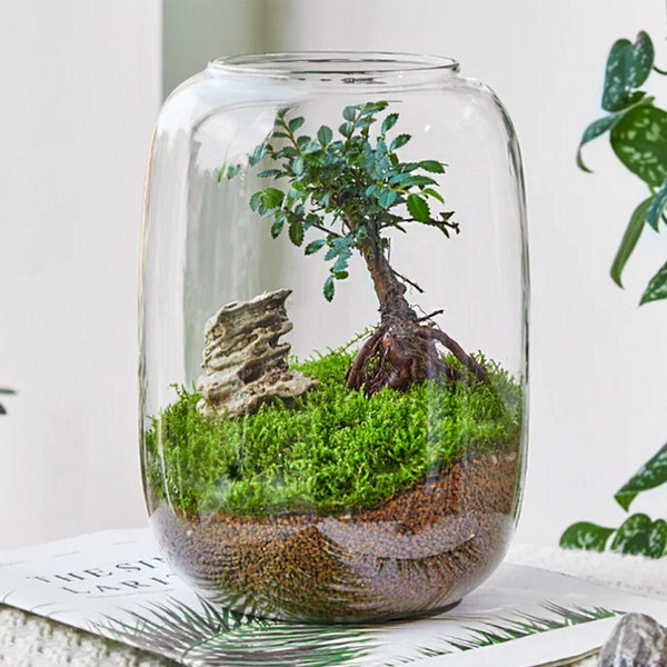 Klarglas-Terrarium, Luftpflanzen, Mikrolandschaft, Beta-Fischschale, Luftpflanzen, Geschenke für Pflanzenliebhaber im Büro und Zuhause * NUR GLAS