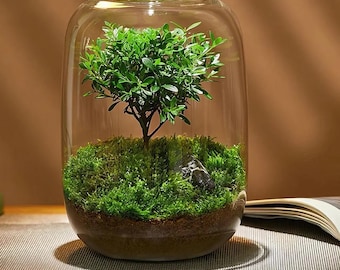 May include: A clear glass terrarium with a small green plant and moss inside. The terrarium is round and has a wide opening at the top.