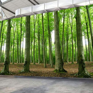 Forest Wallpaper Enchanting Birch Tree Nature 3d Landscape Peel And Stick Removable Non Woven Self Adhesive Wall Mural