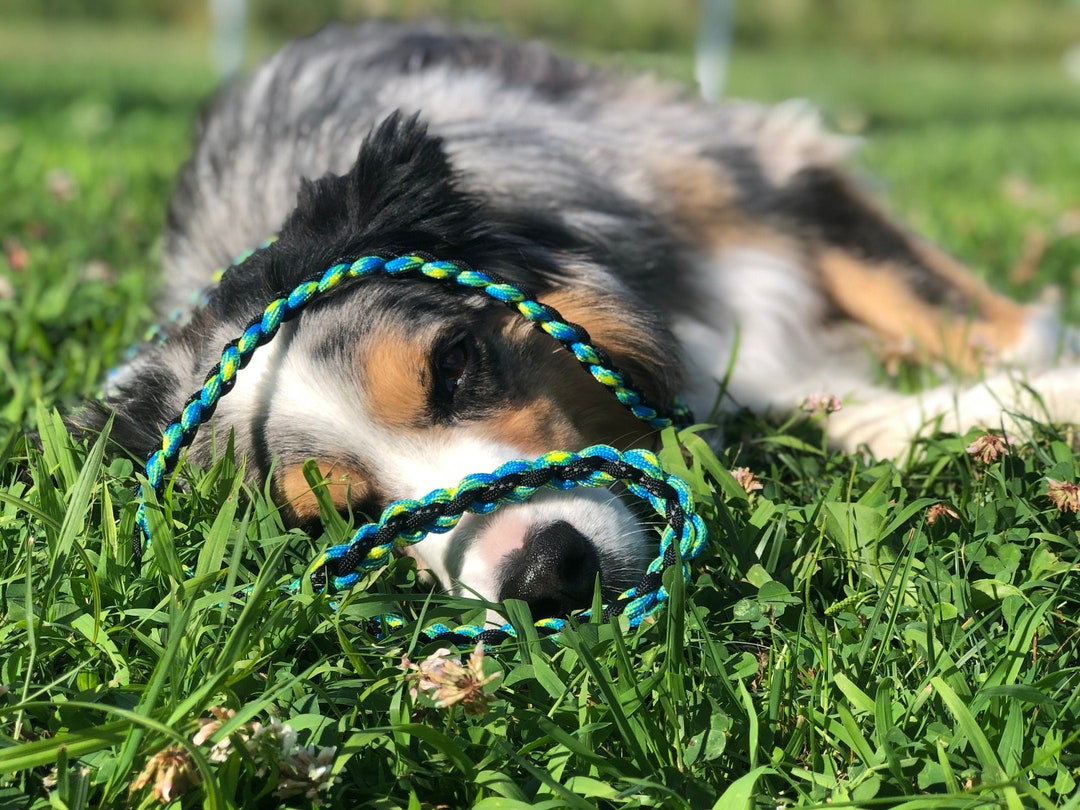 Fully Customizable Dog Leash Etsy