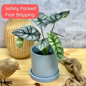 May include: A silver-leafed Alocasia plant in a light blue pot with a matching saucer. The plant has large, heart-shaped leaves with prominent veins. The plant is sitting on a wooden surface.