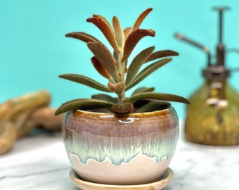 Beige Glazed Planter with Attached Saucer | Plant Pot with Drainage | Planters and Pots | Flower Pot | Ceramic Indoor | Pots for Houseplants