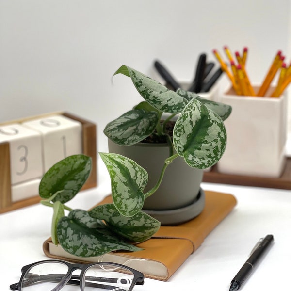 Desk Plant - Etsy