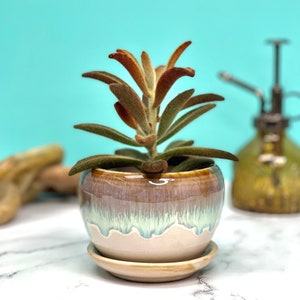 Beige Glazed Planter with Attached Saucer | Plant Pot with Drainage | Planters and Pots | Flower Pot | Ceramic Indoor | Pots for Houseplants