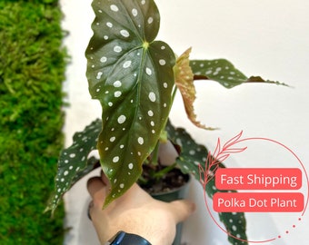 Begonia Maculata | Polka Dot Begonia | Angel Wing Begonia | Begonia Maculata Plant | Live Polka Dot Begonia Plants | Watermelon Begonia