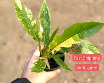 Philodendron Ring of Fire | Philodendron Ring of Fire Variegated | Fully Rooted Philo Ring of Fire Plant | Rare Philodendron | Rare Plants