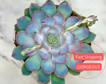 Echeveria Orion | Colorful Succulents Plants | Echeveria Succulent Plants | Plants | Succulent Plants | Large Echeveria Succulent Plants
