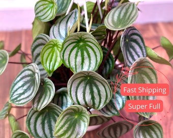 Peperomia Watermelon | Peperomia Plant | Live Peperomia Watermelon Plant | Peperomia Obtusifolia Watermelon | Rare Peperomia Plants | Plants