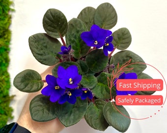 African Violet | Live African Violet Plant | Live Flowers and Plants | Tropical African Violet Flower Plants | House Plant | Indoor Plant