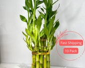 Two Tier Lucky Bamboo Plant Lucky Bamboo Lucky Bamboo Plants Dracaena Sanderiana Chinese Bamboo Bamboo Plant Money Plant Plant