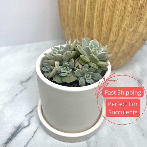 Mini Ceramic Planters with Drainage and Saucer | Small Ceramic Planter Pots | Planters and Pots | Succulent Planters | Indoor Planters