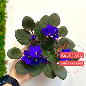 May include: A close-up of a vibrant purple African violet plant with dark green leaves. The plant is being held by a hand, and the image includes the text "Fast Shipping" and "Safely Packaged".