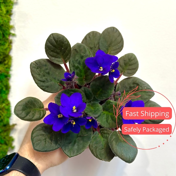 African Violet | Live African Violet Plant | Live Flowers and Plants | Tropical African Violet Flower Plants | House Plant | Indoor Plant