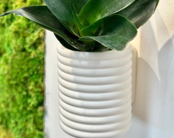 Coil Apartment Friendly Hanging Planter Pots with Drainage | Unique Bubble Wall Planters and Pots Indoor | Planters with Saucer | Plant Gift