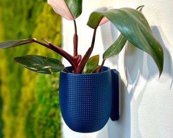 Puede incluir: Una planta de interior rosa y verde en una maceta de cerámica azul oscuro con superficie texturizada. La maceta está montada en una pared blanca.