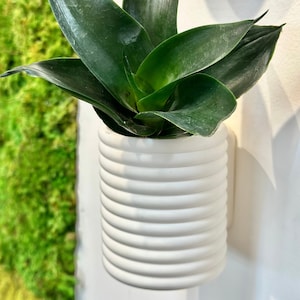 Coil Apartment Friendly Hanging Planter Pots with Drainage | Unique Bubble Wall Planters and Pots Indoor | Planters with Saucer | Plant Gift