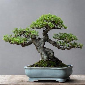 May include: A bonsai tree with green leaves and a thick, gnarled trunk, potted in a light grey ceramic pot. The tree is set against a grey background.