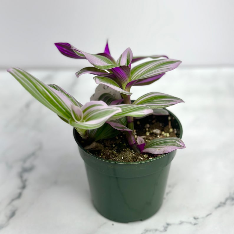 Tradescantia Nanouk - Thumbnail 5