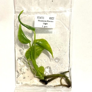 May include: A Monstera Electro Light plant cutting in a clear plastic bag. The plant has vibrant green leaves with yellow variegation and visible roots. A white label displays the text "MT40T01 0312T Monstera Electro Light 1 pcs."